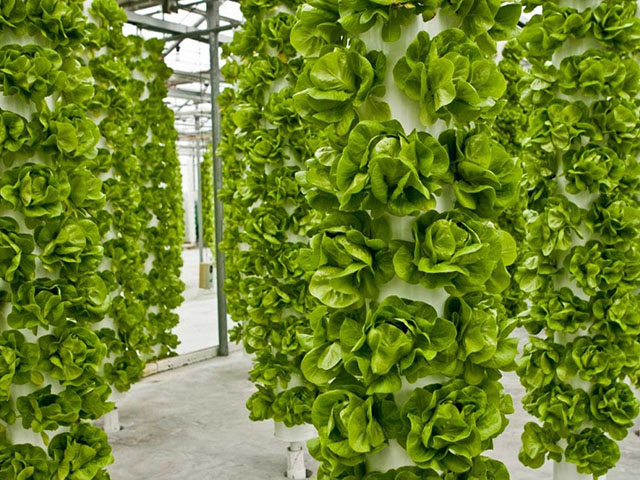 Mô hình trồng rau theo phương pháp khí canh