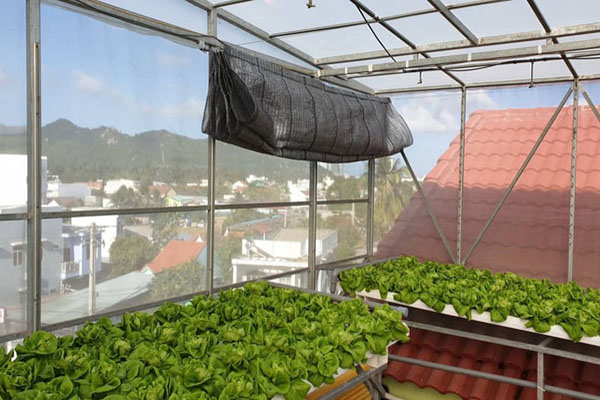 Có nên làm nhà kính trồng rau sạch trên sân thượng nhà ở hay không