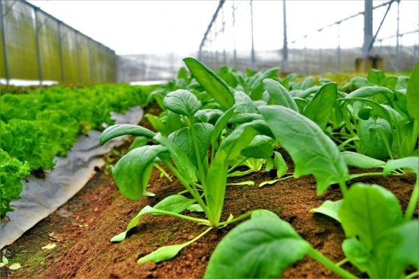 Những ưu và nhược điểm của phương pháp trồng rau nhà kính