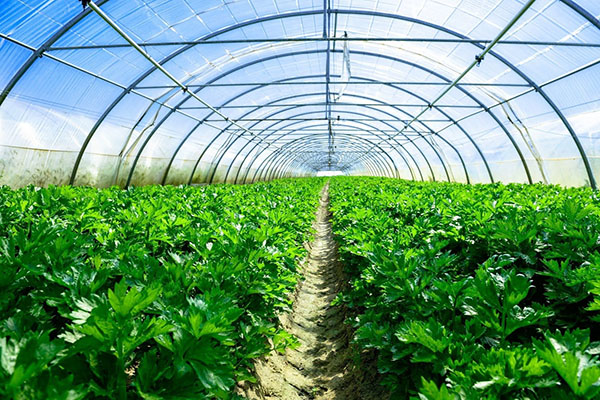 Đến năm 2030 sẽ có 30 sản phẩn nông nghiệp ứng dụng công nghệ cao