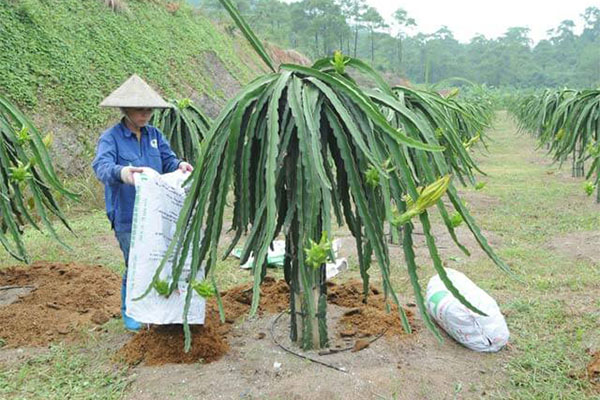 Cách trồng cây thanh long
