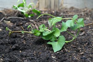 Cách trồng rau lang