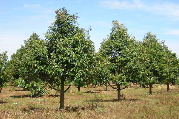 Kỹ thuật trồng và chăm sóc cây sầu riêng