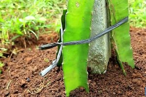 Kỹ thuật trồng thanh long