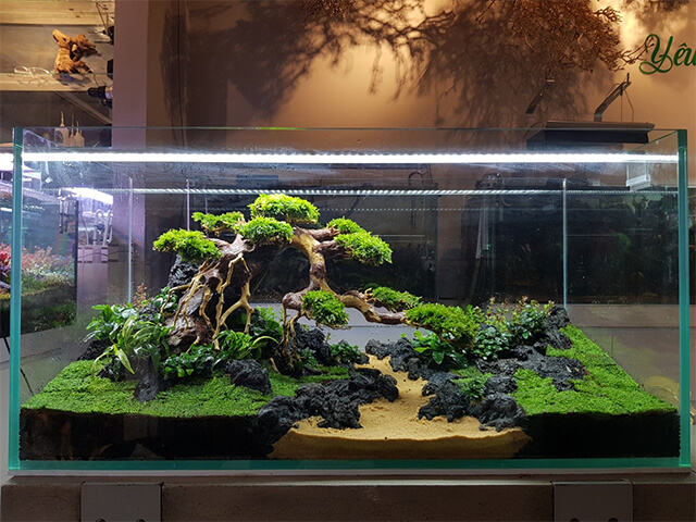 Bonsai thủy canh thủy sinh, làm thế nào chăm sóc bonsai thủy canh tốt