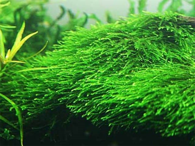 Các loại rêu thủy sinh