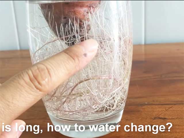 Cách thay nước cho khoai lang thủy sinh