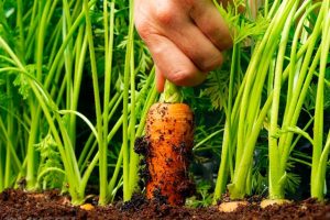 Cách trồng cà rốt tại nhà