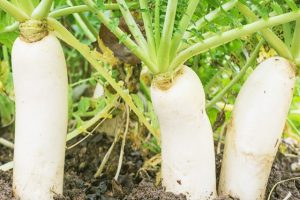 Cách trồng củ cải trắng