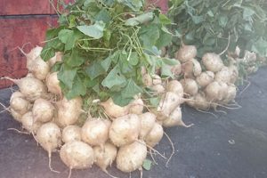 Cách trồng củ đậu