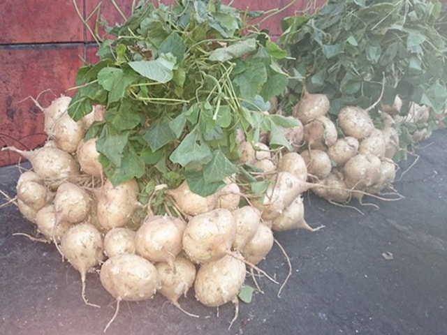 Cách trồng củ đậu