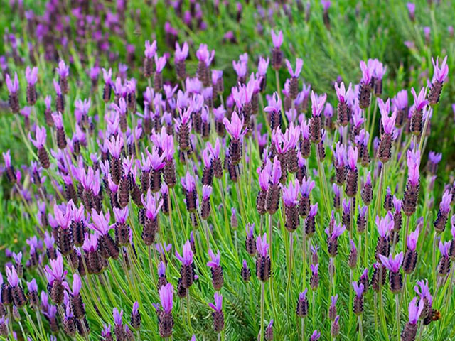 Cách trồng hoa lavender