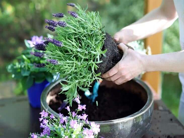 Cách trồng hoa oải hương tại nhà