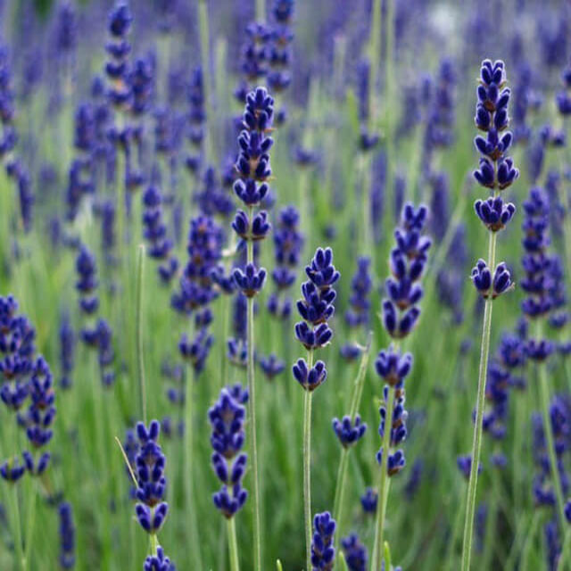 Cách trồng lavender