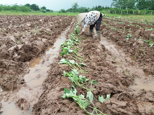 Trồng khoai lang Nhật Bản Hướng đi mới cho nông dân Tịnh Thọ  Báo Quảng  Ngãi điện tử