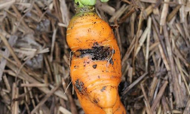 Bệnh thối đen cà rốt