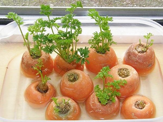 Cách trồng cà rốt từ củ