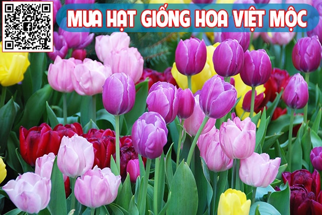 Cách trồng hoa tulip tại Việt Nam
