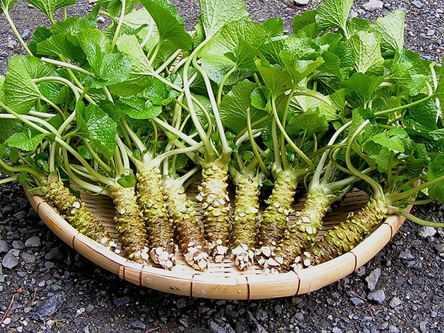 Cách trồng wasabi