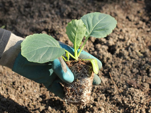 Đất trồng bắp cải