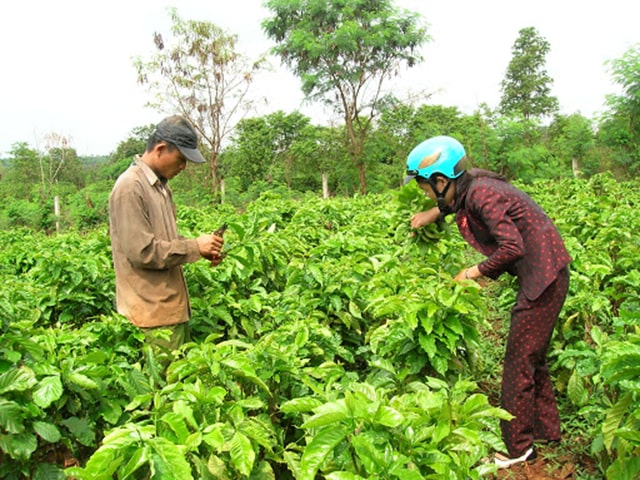 Kỹ thuật trồng cà phê ở tây nguyên