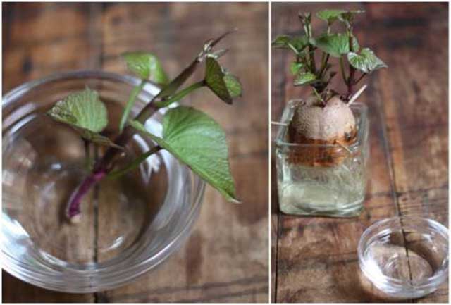Cách trồng khoai lang trong ly
