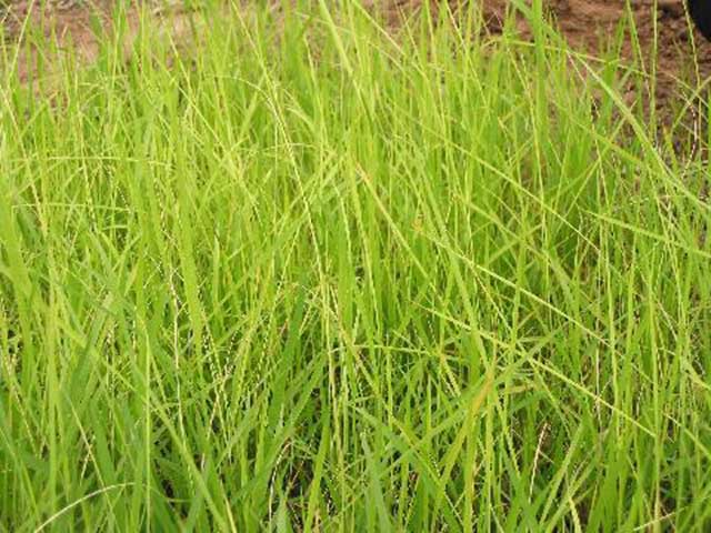 Bệnh lúa von có thể xuất hiện và gây hại từ giai đoạn mạ cho đến khi thu hoạch
