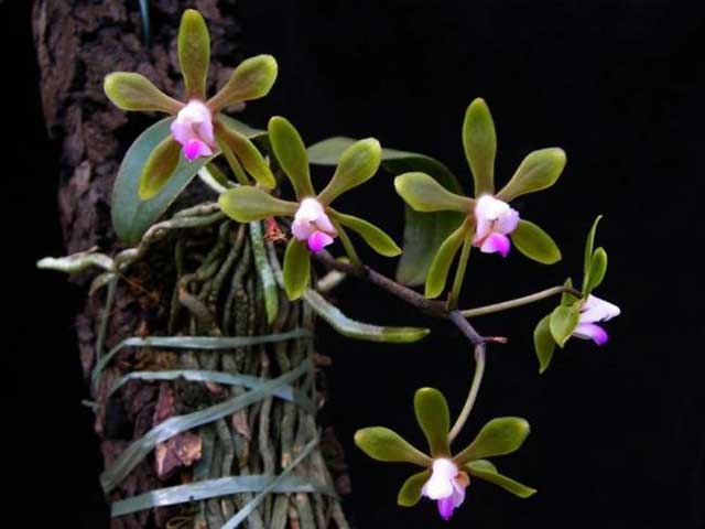 Lan hồ điệp rừng Phalaenopsis braceana (Hook. f), Christenson