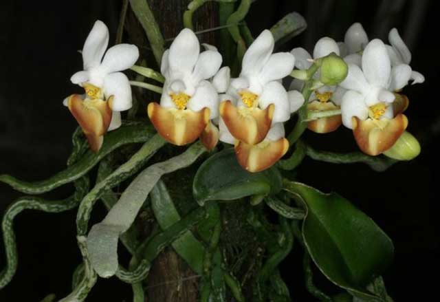 Lan hồ điệp rừng Phalaenopsis lobbii Rchob. F