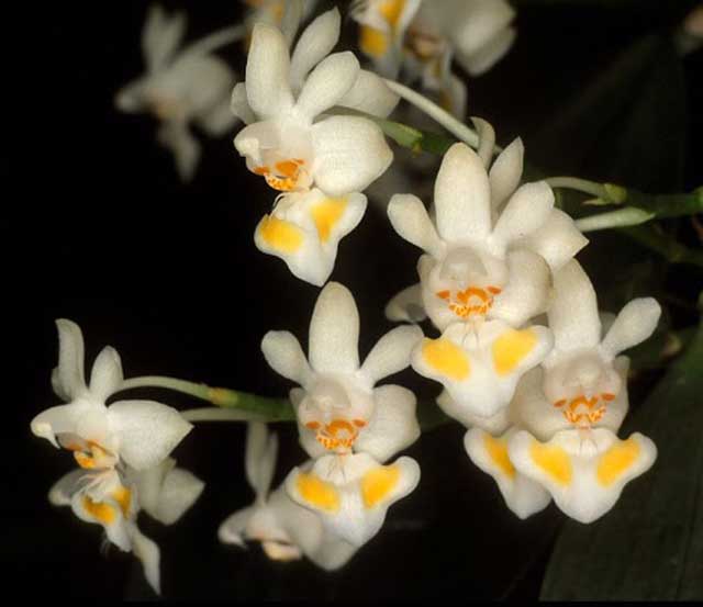 Lan hồ điệp rừng Phalaeopsis gibbosa Sweet