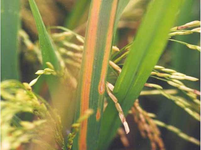Thuốc đặc trị bệnh vàng lá chín sớm hại lúa