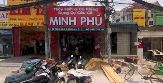 Bán cá cảnh Minh Phú