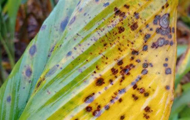 Bệnh đốm lá trên cây trồng và cách phòng trị hiệu quả nhất - Fao.org.vn
