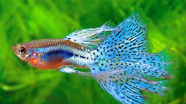 Hình ảnh Cá bảy màu - cá cảnh đẹp nhất việt nam