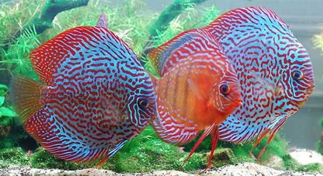 Hình ảnh Cá dĩa - các loại cá cảnh dễ nuôi may guong nuoc cho ao ca
