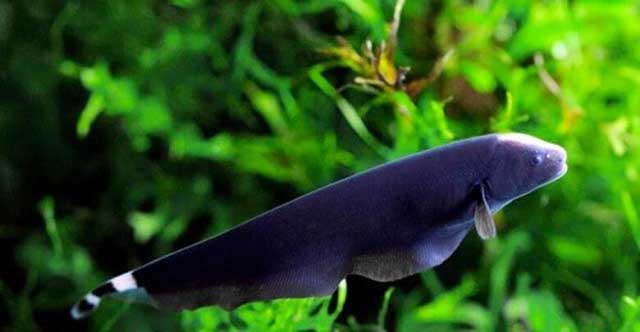 Cá lông vũ - những loài cá cảnh Hình ảnh Nha Trang