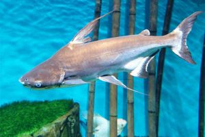 Cá mập cảnh nước ngọt ăn gì, giá bán và cách nuôi như thế nào?