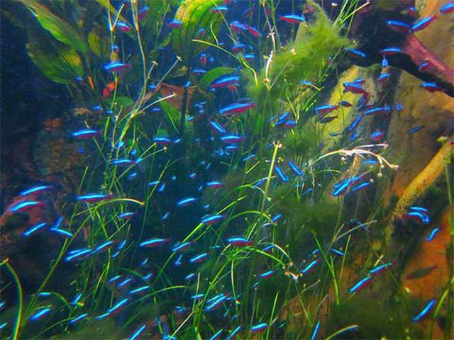 Hình ảnh Cá neon xanh - cá cảnh đẹp dễ nuôi nhất hiện nay