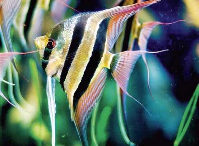 Hình ảnh Cá ông tiên - cá cảnh đẹp nhất việt nam dễ nuôi nhất cho người mới chơi cá