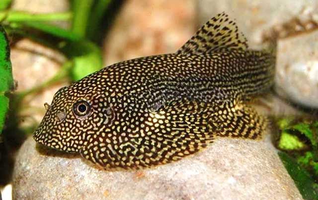 Hình ảnh Cá lau kiếng - cá ảnh dễ nuôi mini siêu đẹp