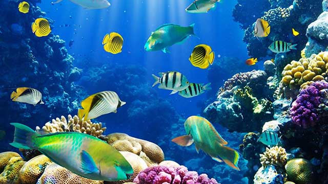 Cửa hàng bể cá cảnh Aquarium Việt