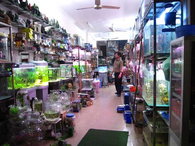 Cửa hàng cá cảnh Lâm Kim Chi thủy cung xanh giá cả hợp lý nhất