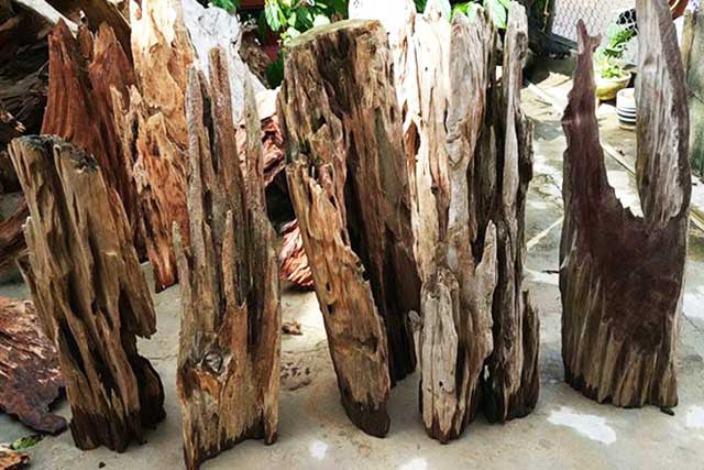 Loại gỗ dùng để trồng lan hồ điệp
