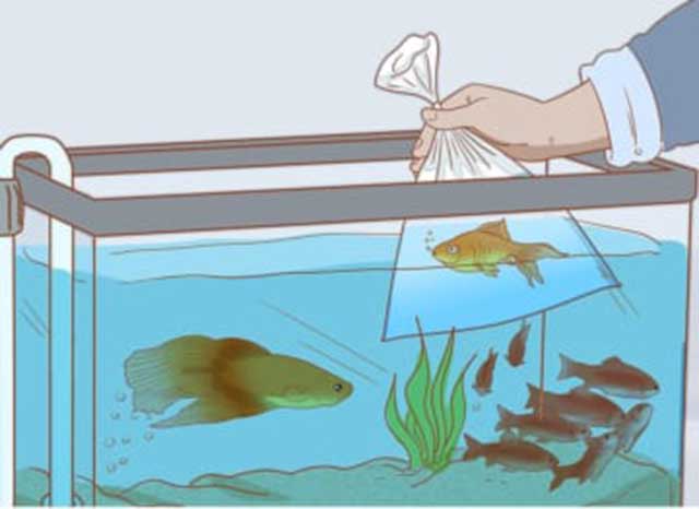 Cách nuôi cá cảnh trong nhà sống khỏe không chết cho người mới - Thả cá vào bể nuôi