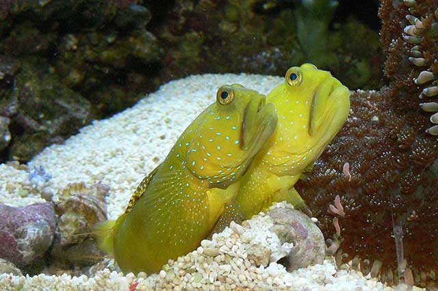 Cá cảnh biển Yellow Watchman Goby - Cá cảnh biển CÔNG TY CỔ PHẦN ĐẦU TƯ PHÁT TRIỂN VÀ THƯƠNG MẠI THÁI HOÀ, MST: 0107554868, Văn phòng & Cửa hàng: Số 531 Hoàng Hoa Thám, P. Vĩnh Phúc, Q. Ba Đình, TP. Hà Nội, Email: cacanhthaihoa@gmail.com, Điện thoại: 024 6327 8080 | Hotline: 09789 18008, Mua Hàng Online: 0983520387 – 0944948444 – 0943499444, Mua Sỉ – Công Trình – Dự Án: 0889888080 – 0978137069 – 0946285519.