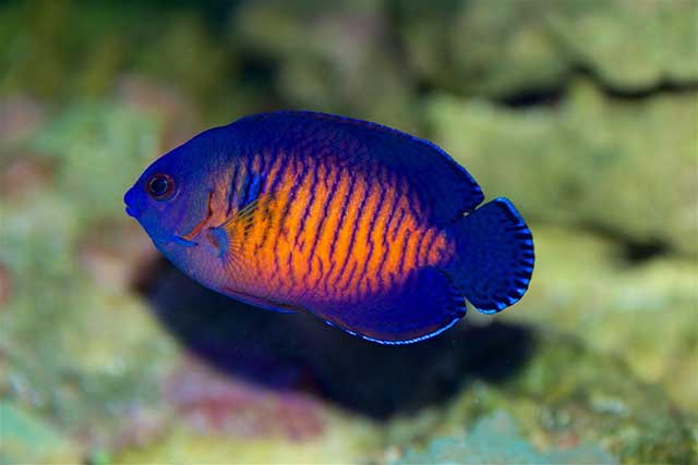 Peshku i purpurt myrtle - peshk akuariumi detar i shquar