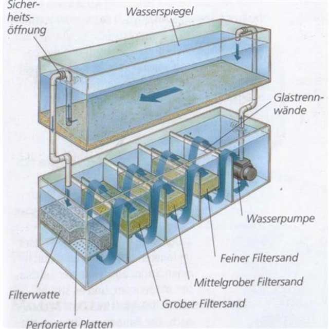 Hệ thống lọc tràn nuôi cá cảnh biển