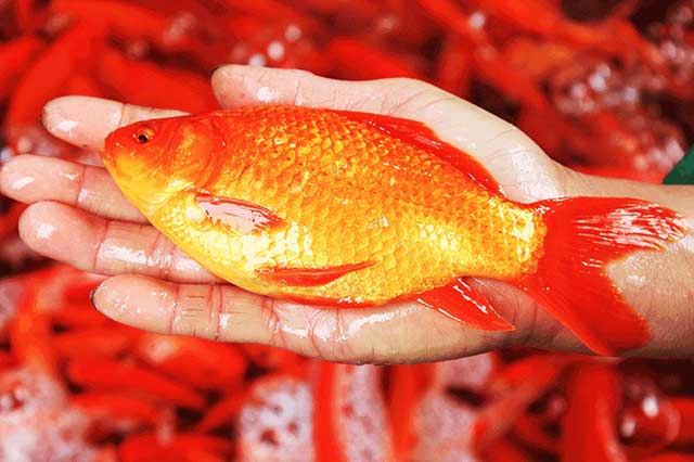  Các loại cá chép cảnh được ưa chuộng nhất thị trường - đỏ cam