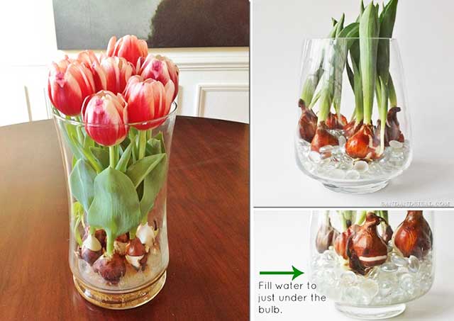 Bón phân cho hoa tulip trồng trong nước