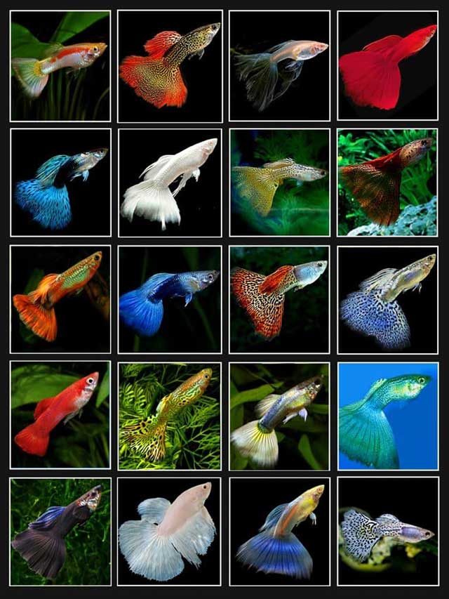 Cá 7 màu - cá cảnh đẻ con